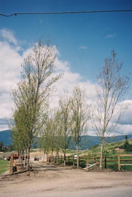 may11 entry trees.jpg (28148 bytes)