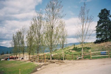 may11 netry trees from side.jpg (31226 bytes)